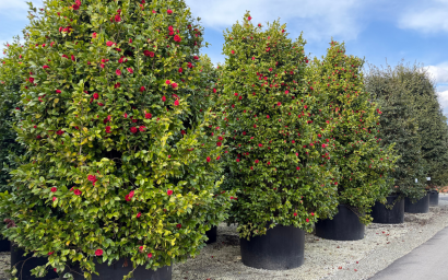 camelia japonica